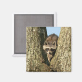 Racoon Magnet (Vorderseite/Rückseite)
