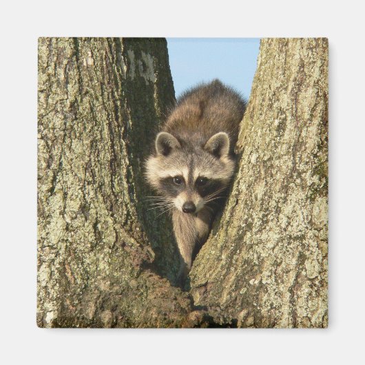 Racoon Magnet (Vorne)