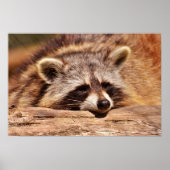 Racoon Poster (Vorne)