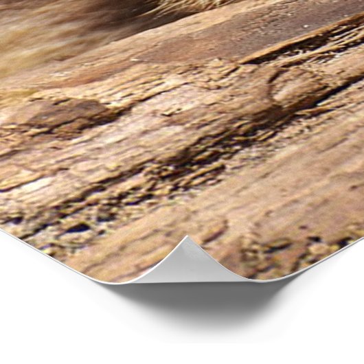 Racoon Poster (Ecke)