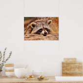 Racoon Poster (Küche)