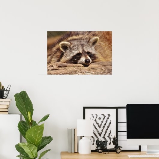Racoon Poster (Heimbüro)