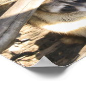 Racoon Poster (Ecke)