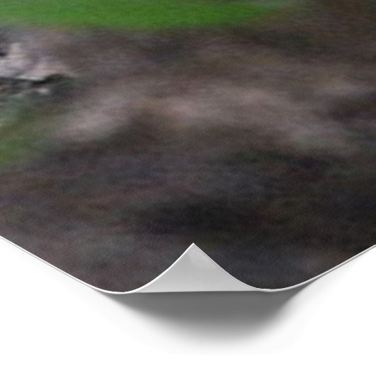 Racoon Poster (Ecke)