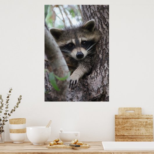 Racoon Poster (Küche)