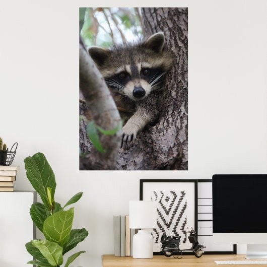 Racoon Poster (Heimbüro)