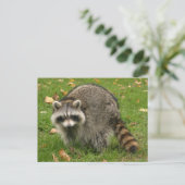 Racoon Postkarte (Stehend Vorderseite)