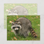 Racoon Postkarte (Vorne/Hinten)
