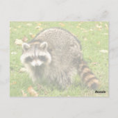 Racoon Postkarte (Rückseite)