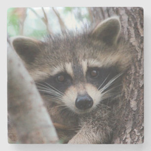 Racoon Steinuntersetzer