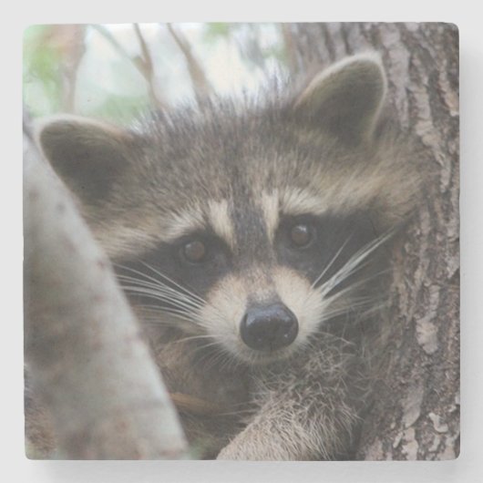 Racoon Steinuntersetzer (Vorderseite)