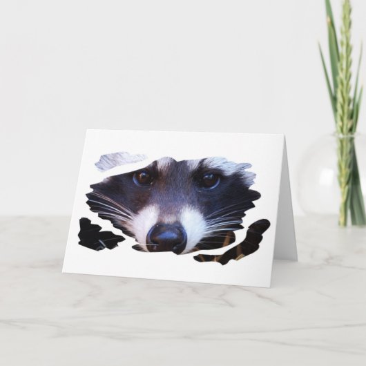 RACOON WASCHBÄR - Photography Jean-Louis Glineur Karte (Vorderseite)