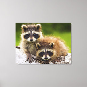 Racoons Leinwanddruck