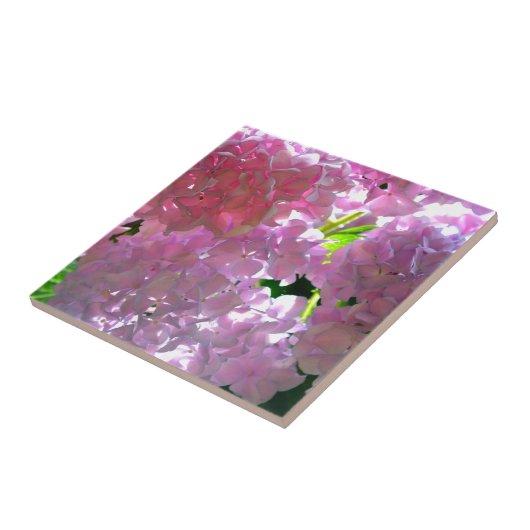 Radialrosa Hydrangeas, rosa Blume, rosa Blume Fliese (Seite)