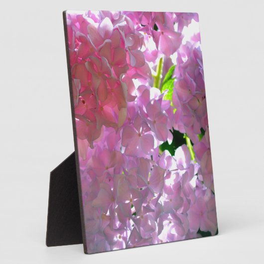 Radialrosa Hydrangeas, rosa Blume, rosa Blume Fotoplatte (Seite)