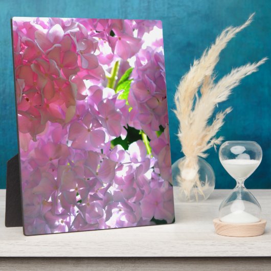 Radialrosa Hydrangeas, rosa Blume, rosa Blume Fotoplatte (Seite)