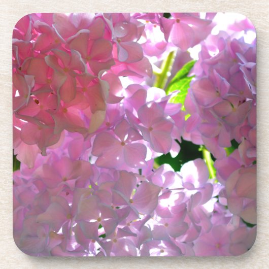 Radialrosa Hydrangeas, rosa Blume, rosa Blume Untersetzer (Vorderseite)