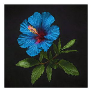 "Radiant Blue: Hibiskus Blume auf schwarz Fotodruck