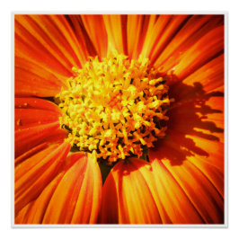 Radiant Orange Flower Macro Wall Art Print Photo Poster