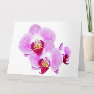 Radiant Orchid Nah-up Floral Fotografie Karte