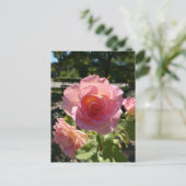 Radiant Pink Tee Rose Postkarte (Stehend Vorderseite)