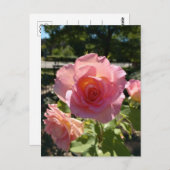 Radiant Pink Tee Rose Postkarte (Vorne/Hinten)