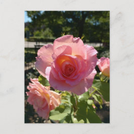 Radiant Pink Tee Rose Postkarte