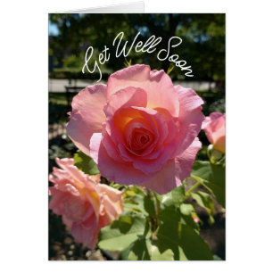 Radiant Pink Tee Rose wird bald gut