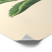 Radiant Red Protea Blossom Poster (Ecke)