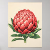 Radiant Red Protea Blossom Poster (Vorne)