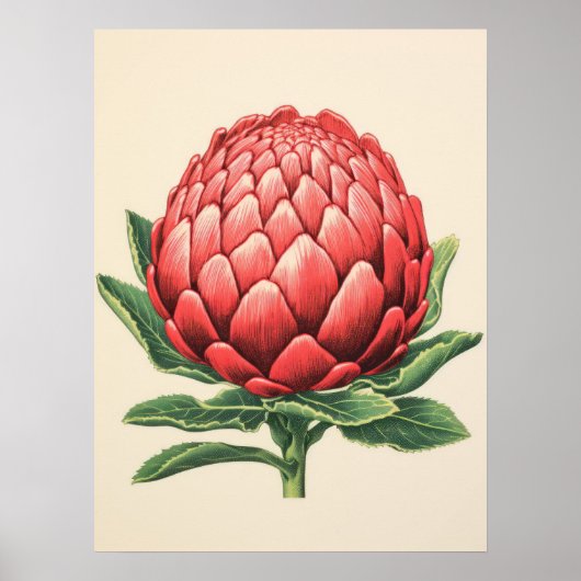 Radiant Red Protea Blossom Poster (Vorne)
