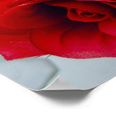 Radiant Rose  Poster (Ecke)