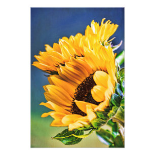 Radiant Sunblumen Fotodruck