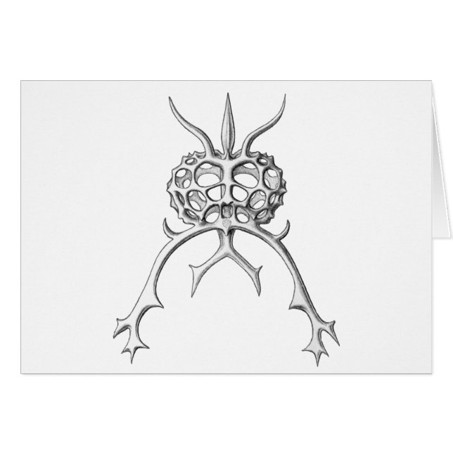 Radiolaria (Vorderseite (Horizontal))