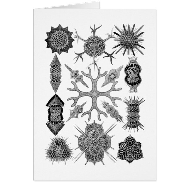 Radiolarians - amoeboid Protozoans (Vorne)