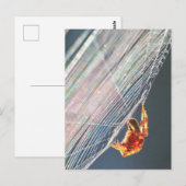 Radnetzspinne im Netz  Postkarte (Vorne/Hinten)