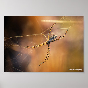 Radnetzspinne mit Bändern Poster