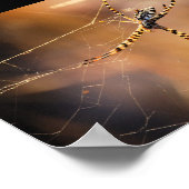 Radnetzspinne mit Bändern Poster (Ecke)