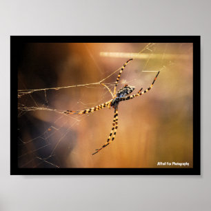 Radnetzspinne mit Bändern Poster