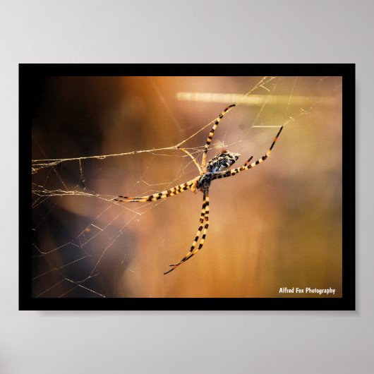 Radnetzspinne mit Bändern Poster (Vorne)