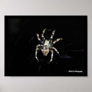 Radnetzspinne Poster