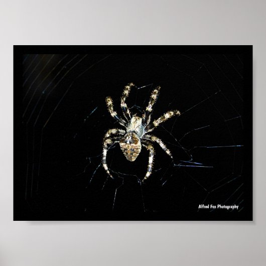 Radnetzspinne Poster (Vorne)