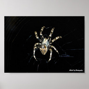 Radnetzspinne Poster
