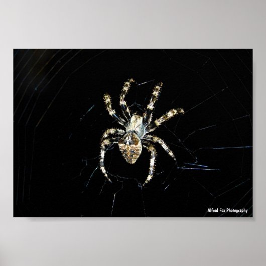 Radnetzspinne Poster (Vorne)