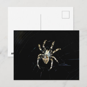 Radnetzspinne Postkarte