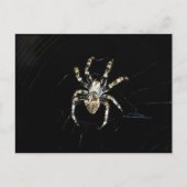 Radnetzspinne Postkarte (Vorderseite)