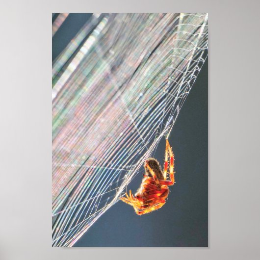 Radspinne im Netz Poster (Vorne)