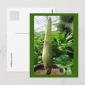 Rafflesia arnoldii postkarte (Vorne/Hinten)