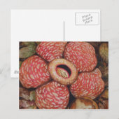 Rafflesia de Borneo Postkarte (Vorne/Hinten)