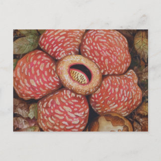 Rafflesia de Borneo Postkarte